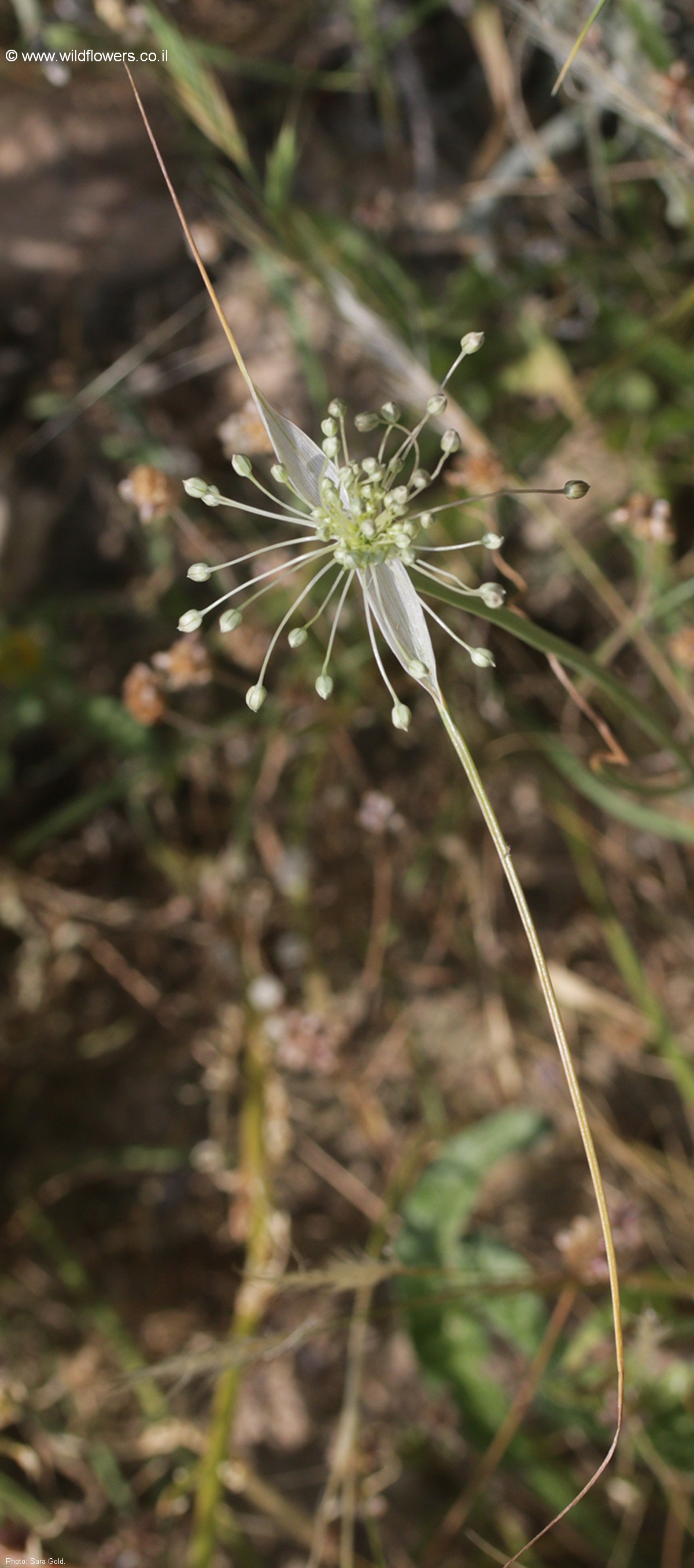 Allium decaisnei
